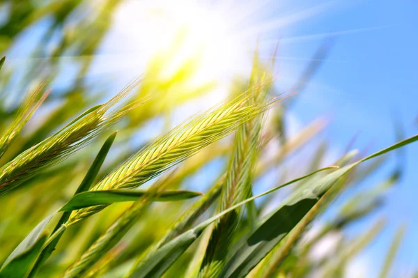 Cosecha de trigo en el cielo azul con sol — Foto de Stock