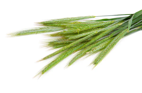 Grön råg (secale cereale), spikar på vit bakgrund — Stockfoto