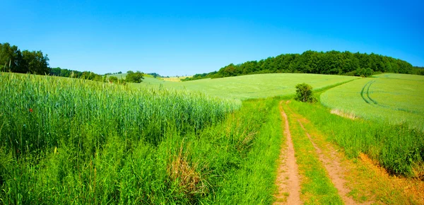 Grönt fält på blå himmel — Stockfoto