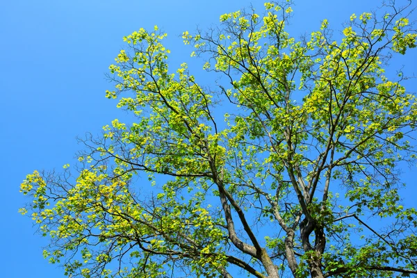 Tree on blue background — Stock Photo, Image
