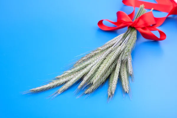 Green rye spikes (Secale cereale), on blue background — Stock Photo, Image