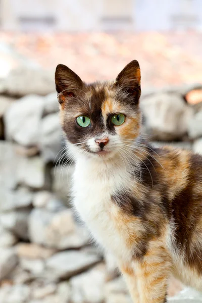 Gato com olhos verdes — Fotografia de Stock