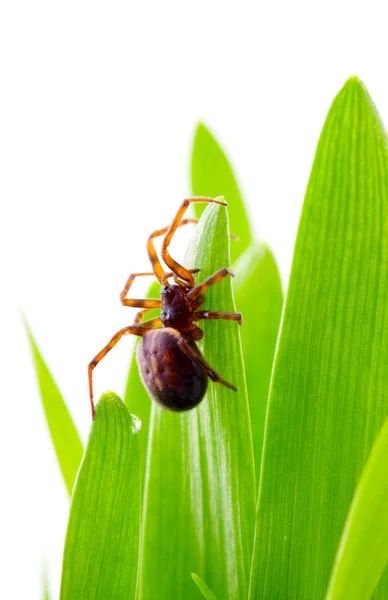 Eine braune Spinne im grünen Gras — Stockfoto