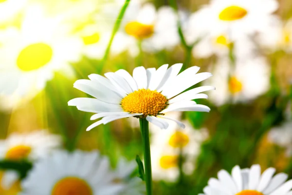 Camomilla con sole — Foto Stock