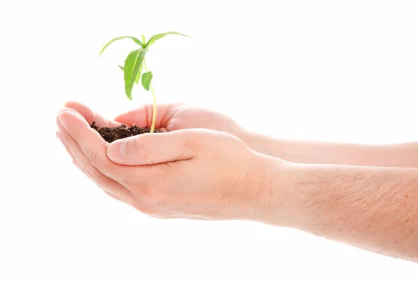 Planta verde en una mano de hombre aislada sobre fondo blanco — Foto de Stock