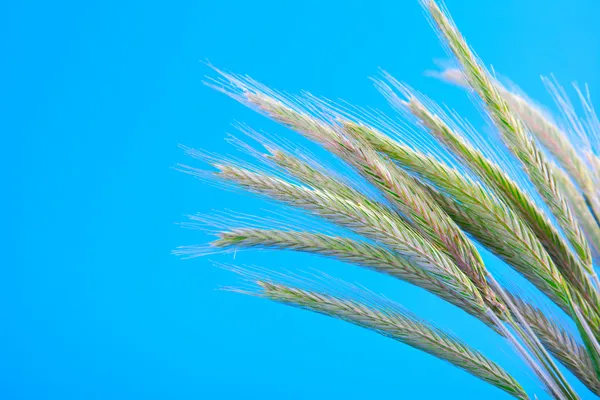 Punte di segale verde (Secale cereale), su fondo blu — Foto Stock