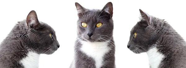 灰色的猫。在白色背景上孤立 — 图库照片