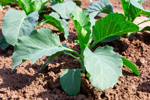 Green leaves of cabbage on the garden — Stock Photo, Image