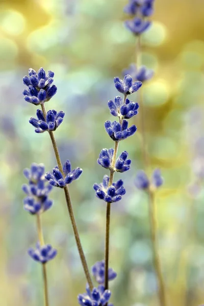 Lavender flower field, macro with soft focus — Stock Photo, Image