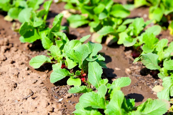 Young garden radishes — Stock Photo, Image