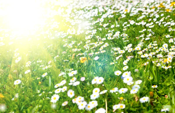 Margaritas en un prado con luz solar —  Fotos de Stock