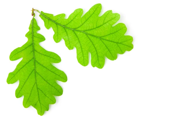 Green oak leaf isolated on white background. — Stock Photo, Image