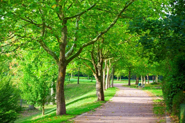 Pedestrian walkway for exercise lined up with beautiful tall tre — Stock Photo, Image