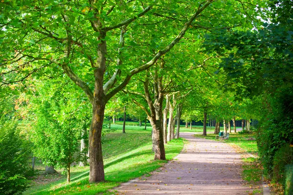 Пішохідна доріжка для вправ вишита красивим високим деревом Ліцензійні Стокові Зображення