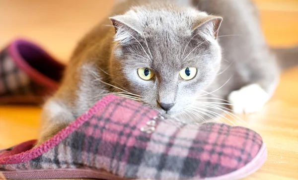 Кошка играет в домашних тапочках — стоковое фото