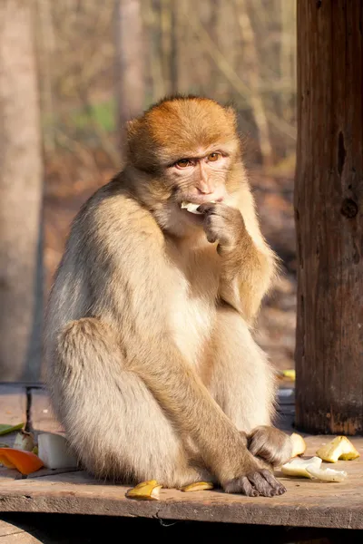 サル、果物を食べる — ストック写真