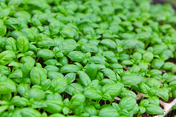 Green leaves of fresh basil. used in cooking in Italy — Stock Photo, Image