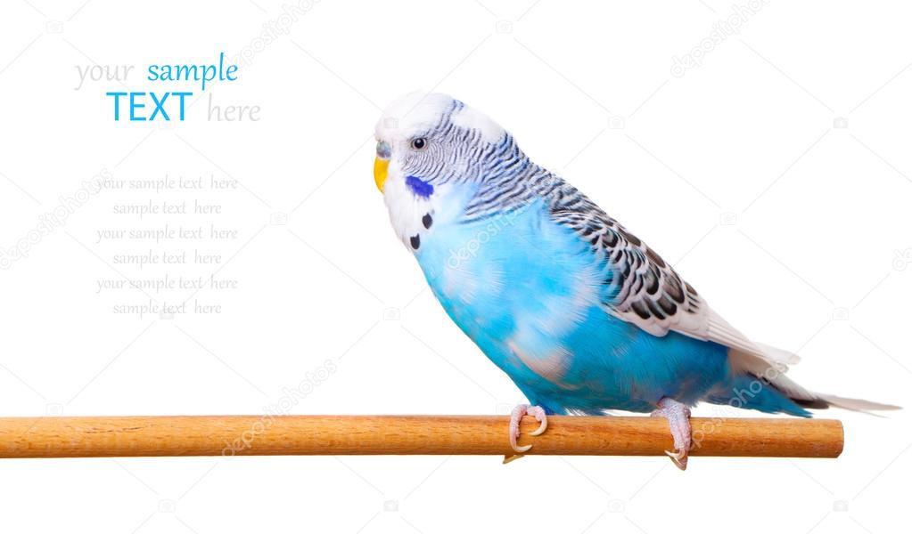 budgerigar on white background, with with room for text