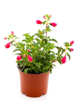 Beyaz bir arka plan üzerinde izole çiçeklenme Küpe çiçeği (fuschia boş)