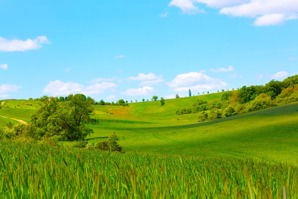 Zielone pole na błękitne niebo — Zdjęcie stockowe