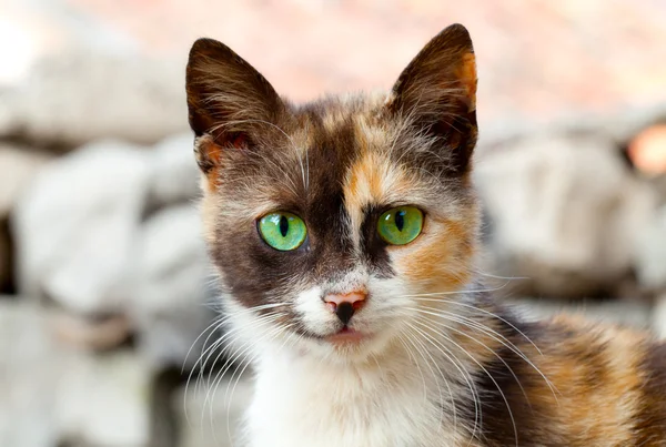 Gato con ojos verdes —  Fotos de Stock