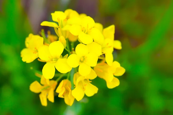 Raapzaad (Brassica rapa). Verkrachting bloem op veld — Stockfoto