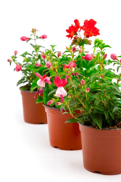 Blooming fuchsia and geranium in the pot, isolated on a white ba — Stock Photo, Image