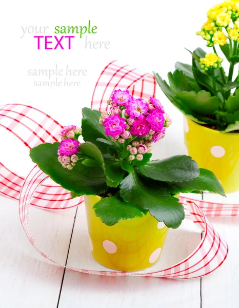 Kalanchoe bush in a green pot — Stock Photo, Image