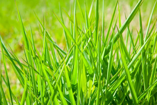 Groen gras, achtergrondafbeelding van sommige tall — Stockfoto