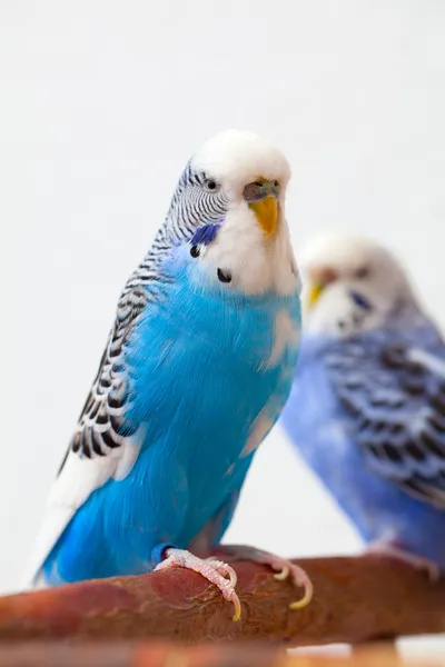 Pair budgerigar — Stock Photo, Image