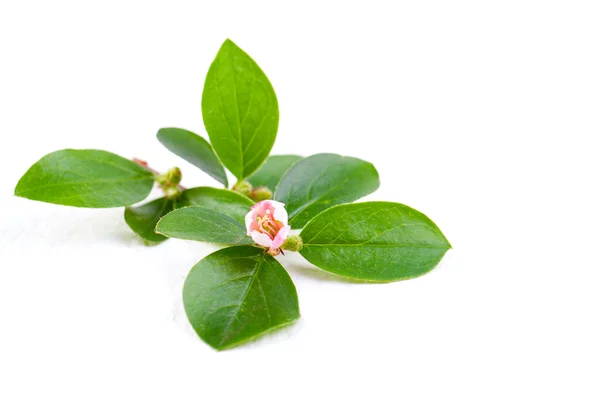 Close up photo of a branch tree — Stock Photo, Image