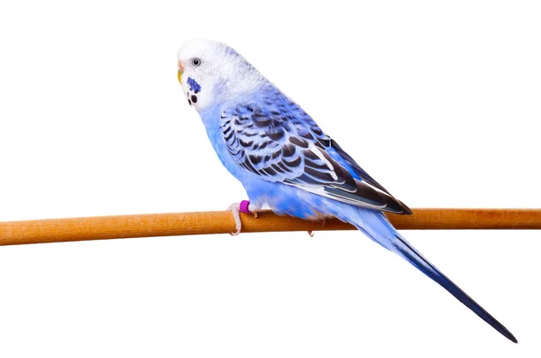 Budgerigar on branch isolated on white background — Stock Photo, Image