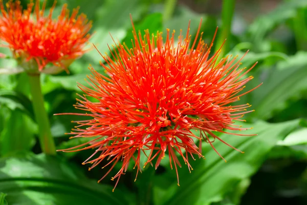 Kwitnienia scadoxus puniceus, pędzel lilia — Zdjęcie stockowe