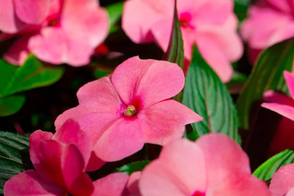 Impatiens çiçekler