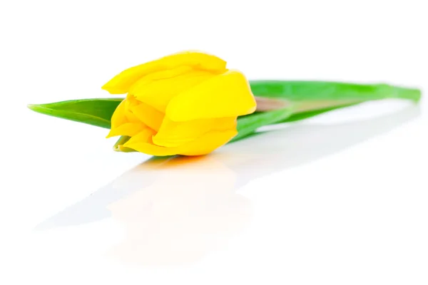 Желтые тюльпаны на белом фоне — стоковое фото