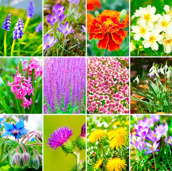 Assortment of spring flowers — Stock Photo, Image