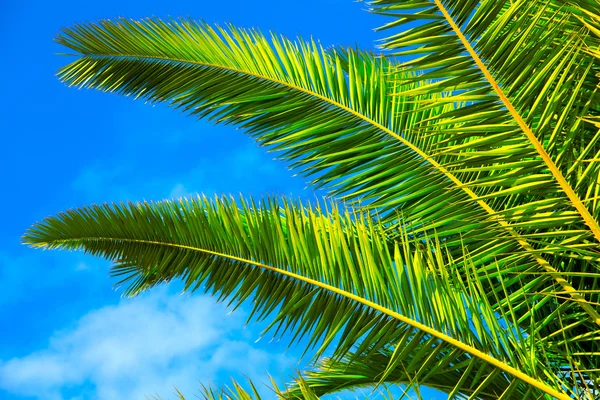 Grünes Palmblatt am blauen Himmel — Stockfoto