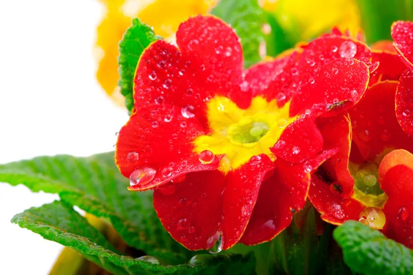 Red flowering potted primrose, isolated on white — Stock Photo, Image