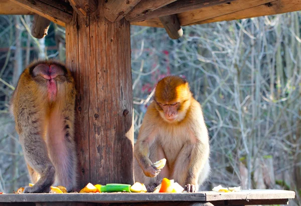 Zwei Makaken essen eine Frucht — Stockfoto