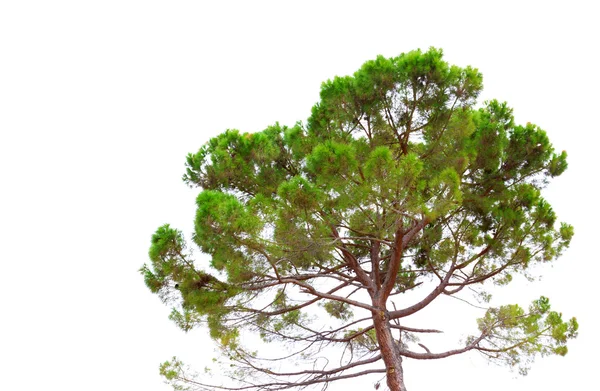 Pine tree isolated on white — Stock Photo, Image