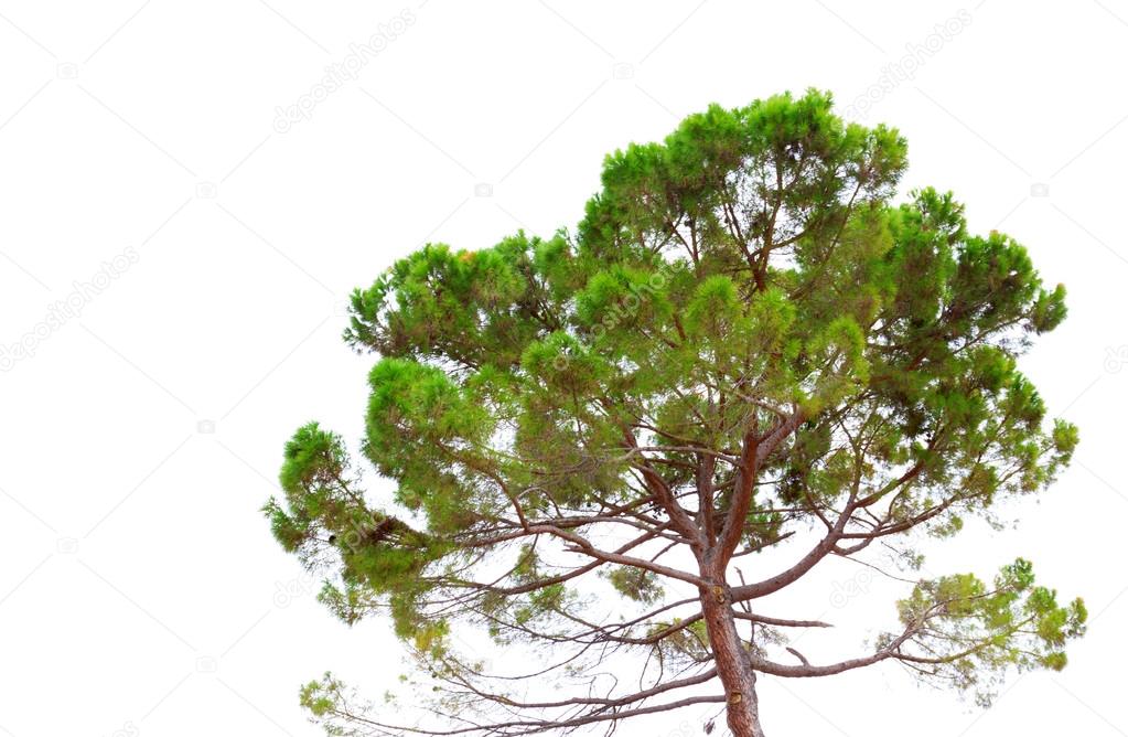 pine tree isolated on white