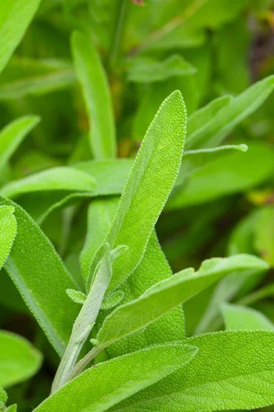 Salvia fresca en el jardín de hierbas — Foto de Stock