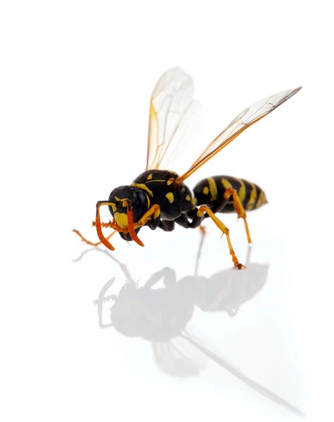 Beyaz arkaplanda yaban arısı izole — Stok fotoğraf