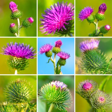 bur dikenli çiçek ürün yelpazesine. (Arctium fındık)
