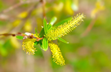 makro çekim çiçek açan söğüt ağacı. Salix caprea. Yaz Zamanı