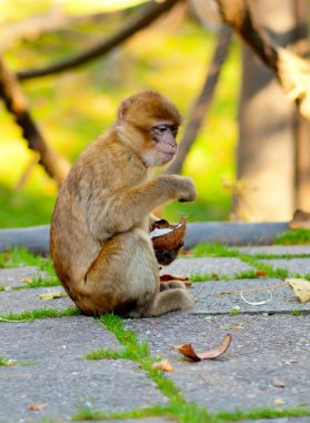 Barbary macaque eating coconut clipart