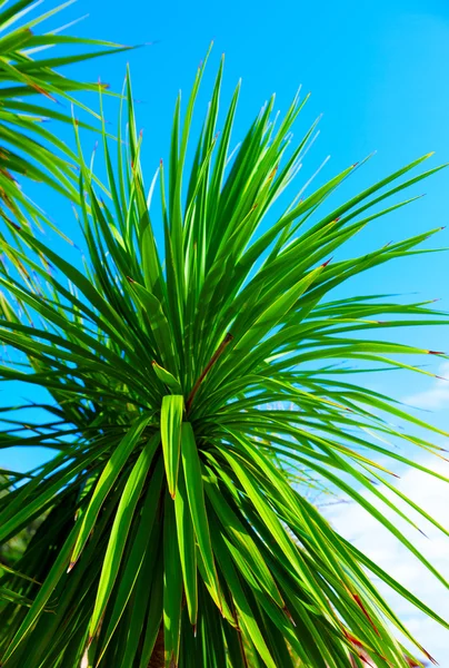 Green palm leaf — Stock Photo, Image