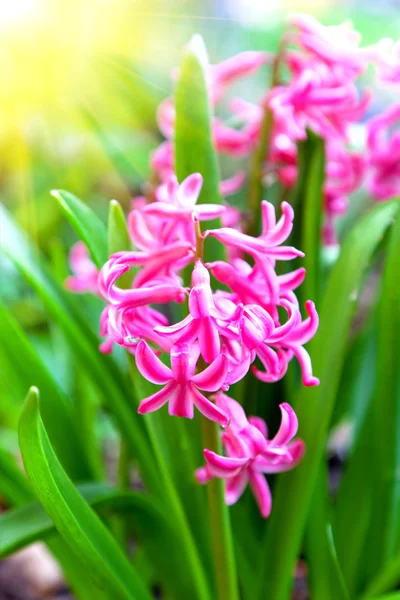 Spring blooming hyacinth in butchart gardens — Stock Photo, Image