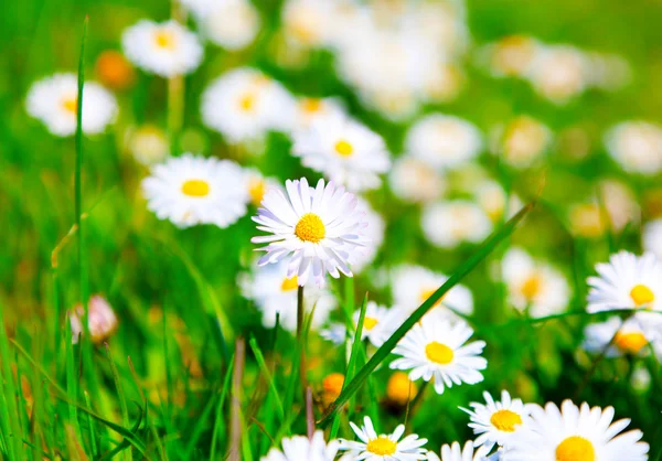 Madeliefjes in een weide met zonlicht, close-up — Stockfoto