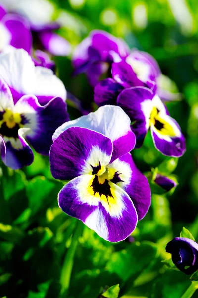 Violen of viooltjes Close-up in een tuin — Stockfoto